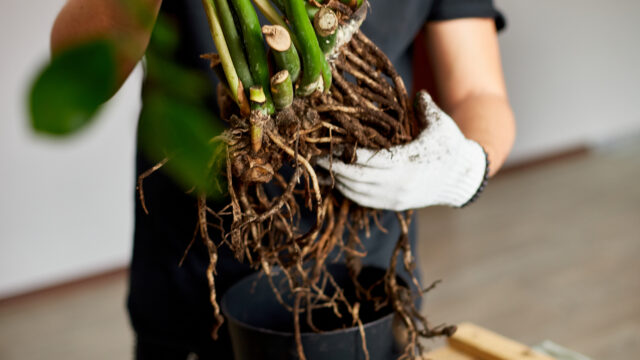 観葉植物を軍手をはめて持つ男性