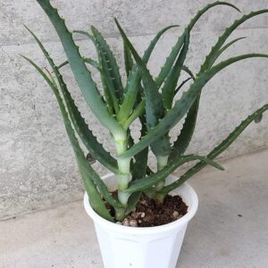 学名：Aloe arborescens/ススキノキ科アロエ属/別名：医者いらず/原産地：アフリカ南部から地中海沿岸、マダガスカル●木の幹から枝が伸びているかのように茎から葉が広がっていることから、漢字で「木立アロエ」と表されます。