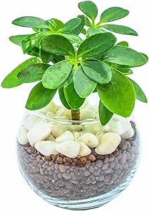 カポック (シェフレラ) 観葉植物 ハイドロカルチャー 【初心者でも簡単に育てられる】 本物 ミニ 植物 土を使わない観葉植物