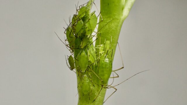 アブラムシは厄介なことに1年中発生する害虫