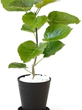 観葉植物 本物 選べる観葉植物 6号鉢 (フィカス・ウンベラータ, ブラック) 【セラアート鉢】