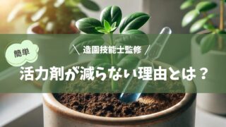 鉢植えの観葉植物に活力剤のアンプルが挿されているが、液体が減らない様子を捉えたクローズアップ画像。土壌は非常に湿っており、植物の葉は鮮やかで健康的。