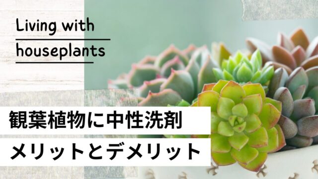 「観葉植物 中性洗剤」と検索している人に向けたサムネイル