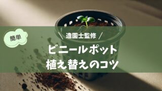 ビニールポットに植えられた観葉植物が室内に並べられたシーン。窓際とテーブルに配置され、柔らかい日差しが差し込む穏やかな雰囲気を演出している。