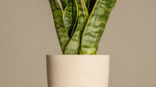 Sansevieria