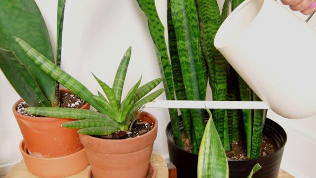 Sansevieria watering