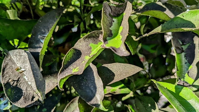 元気に育っていた植物が急に元気がなくなった時は、病気のサインかもしれません。自然界にはたくさんの微生物が存在しています。その中には植物に寄生し、害を与えるものがあります。植物の病気は主に糸状菌と呼ばれるカビの仲間や、細菌、ウイルスなどです。このうち最も多いのはカビによる病気です。予防に努めることが何よりも大切なことですが、トラブルが発生したらよく観察し、症状からどんな病気にかかったのかを判断し、適切な対応ができるようにしましょう。