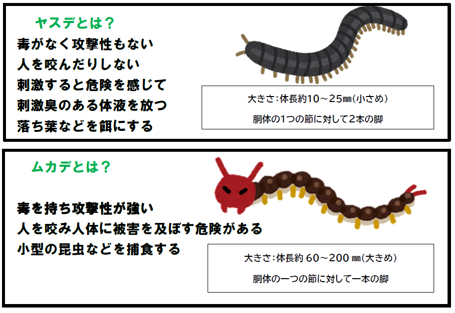 ヤスデとムカデの違いから特徴を踏まえておきましょう。ヤスデとムカデは見た目が似ていますがよく見ると違いがわかります