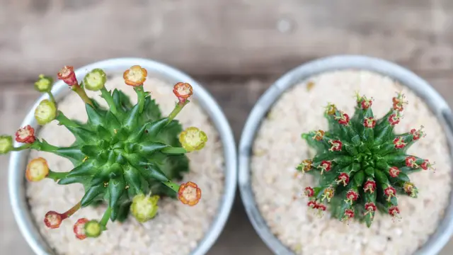 ユーフォルビア属の植物は草花から低木、多肉植物まで2,000種類を超える多種多様な種類が存在する植物です。