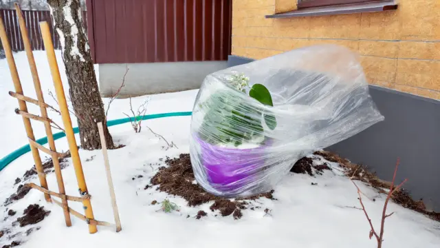 屋外で透明なビニールシートで保護された鉢植えの観葉植物が、雪に囲まれた庭に置かれている冬の風景