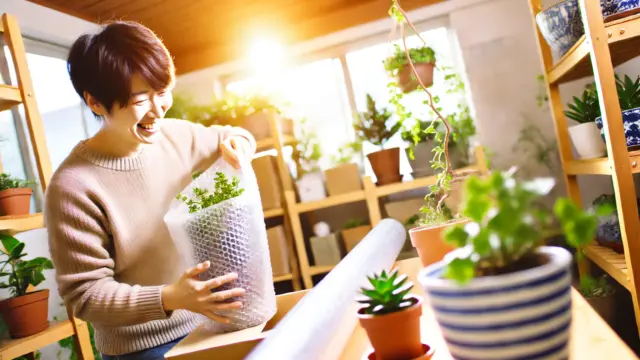 日本人が室内で観葉植物の世話を楽しそうにしている様子。冬越しの準備をしている。