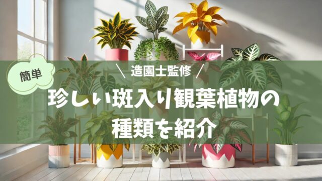 色鮮やかな斑入りの観葉植物が、スタイリッシュな鉢に飾られた明るい室内のディスプレイ。