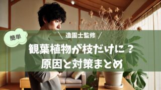 室内で枝だけになった観葉植物を心配そうに観察している日本人。背景には日本のシンプルで落ち着いたインテリアが広がり、他の健康な観葉植物も映っている。