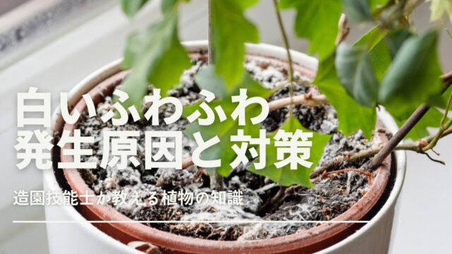 観葉植物の土に白いふわふわしたカビが発生した様子をクローズアップで捉えた画像です。植物自体は映らず、土に焦点を当てて、カビがどのように表面に広がっているかをリアルに描写しています。