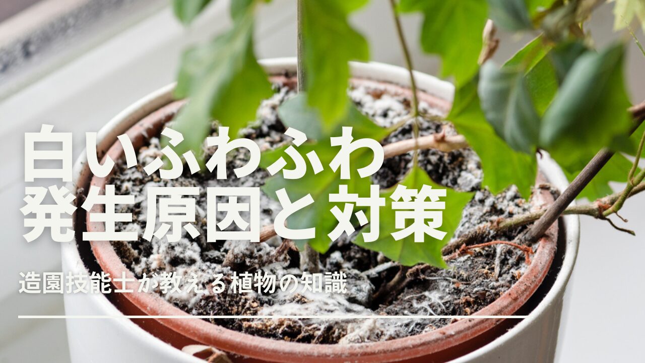 観葉植物の土に白いふわふわしたカビが発生した様子をクローズアップで捉えた画像です。植物自体は映らず、土に焦点を当てて、カビがどのように表面に広がっているかをリアルに描写しています。