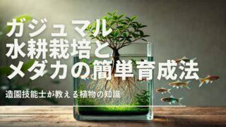 ガジュマルの水耕栽培とメダカが共生する透明な容器。ガジュマルの根が水中に半分ほど浸かり、葉が青々と伸びている。水槽内には数匹の色鮮やかなメダカが、透明な水の中で優雅に泳ぎ、ガジュマルの根を取り囲んでいる。自然の光が差し込み、穏やかな雰囲気を醸し出している。