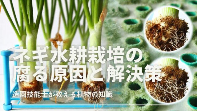 ネギの水耕栽培の過程で腐敗が生じた様子を示すビジュアル。根が腐ったり水が濁ったりしている状態を表現した教育的なイメージです。