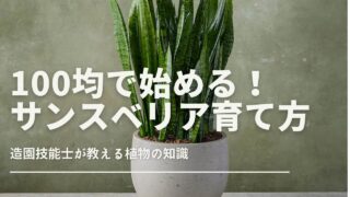 「シンプルな室内に置かれたサンスベリアの鉢植え。低コストで手軽に育てられる観葉植物」