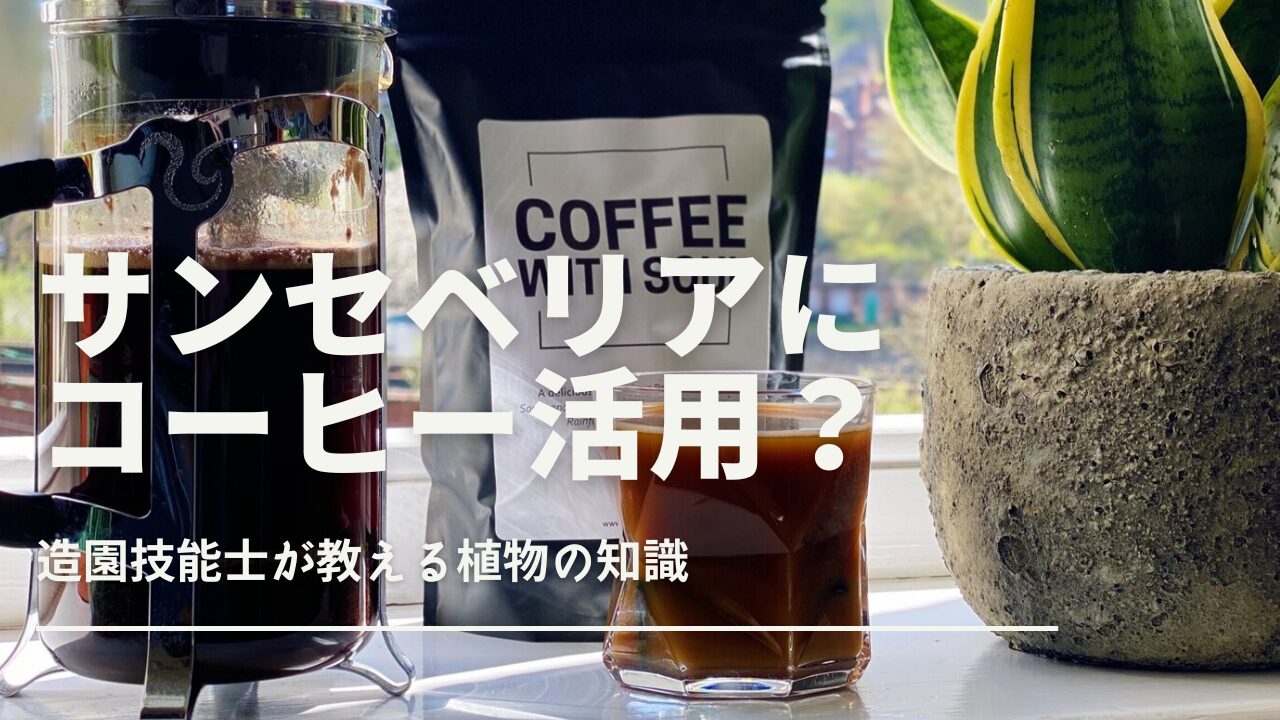 pour coffee over sansevieria