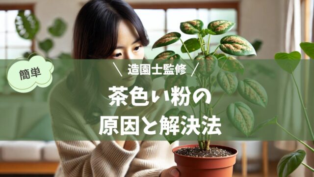 植物の病気に悩む日本人が、自宅で観葉植物の葉に茶色い斑点や粉を発見し、心配そうに観察している様子。背景はシンプルな部屋で、室内には自然光が差し込んでいる。