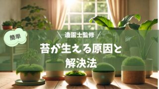 明るい室内に複数の観葉植物が置かれたシーン。いくつかの植木鉢の土の表面には苔が生えており、湿った環境が示されている。窓からやわらかな日差しが差し込み、落ち着いた雰囲気を感じさせる。