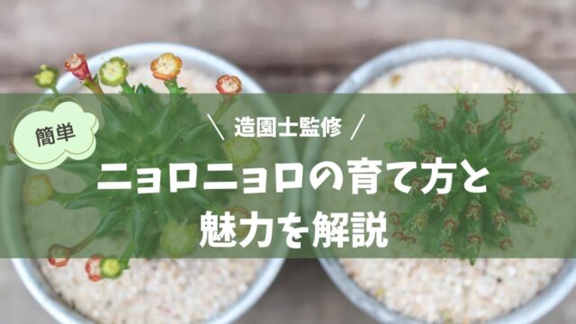 背が高くスリムな観葉植物「ニョロニョロ」風の植物が置かれた、ミニマリストでモダンな室内。ユーフォルビア種やサボテンのような形状で、白い壁と木製の床が調和した静かな空間。