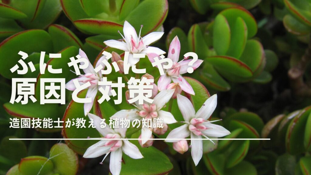 金のなる木がふにゃふにゃになる原因と復活の方法 | 管理のポイントを徹底解説|観葉植物のある暮らし
