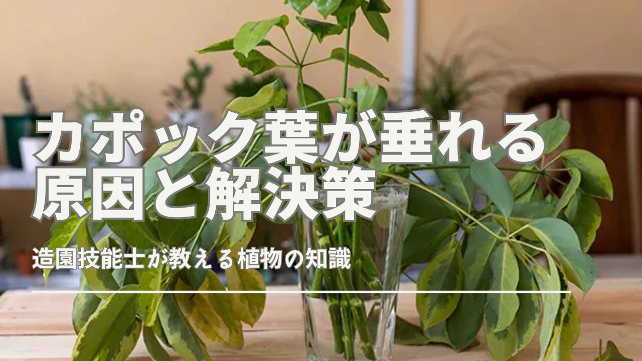 カポックの葉が垂れる原因と育成環境の改善策｜観葉植物のある暮らし