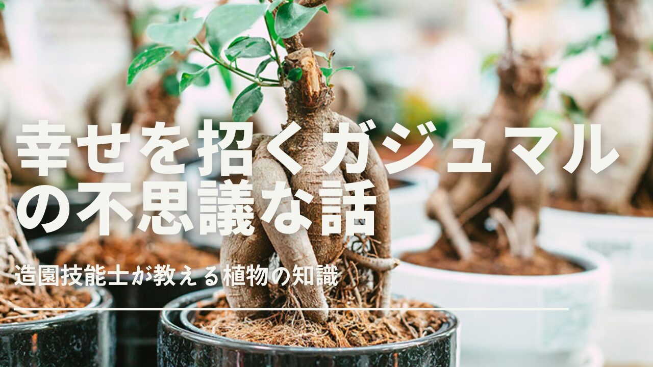 ガジュマルの不思議な話と精霊の伝説がもたらす幸運効果｜観葉植物の 