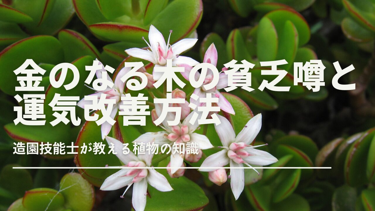 金のなる木と貧乏の噂を解説｜運気アップの育成方法と注意点｜観葉植物のある暮らし