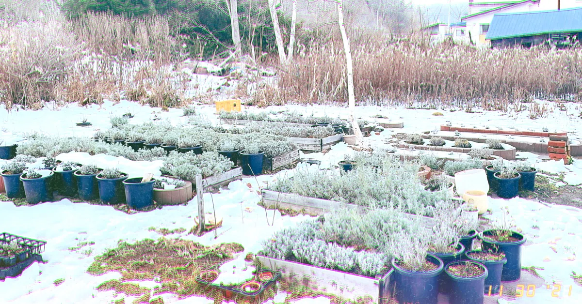 ポット苗の冬越し