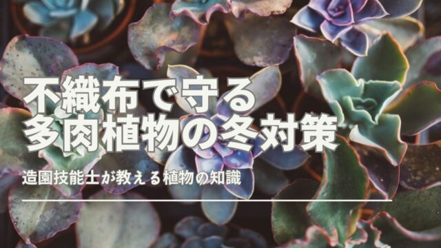 不織布で守る多肉植物の冬対策