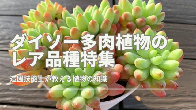 ダイソー多肉植物のレア品種特集