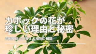 カポックの花が珍しい理由と秘密