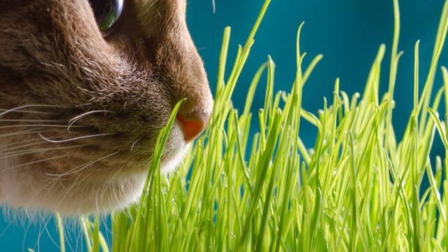 Cat Grass seeds 