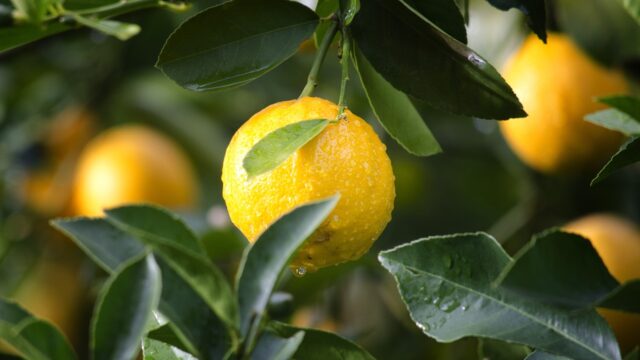 レモンの木を庭に植えてはいけない理由と注意点