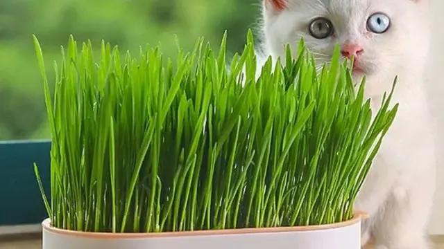 cat grass