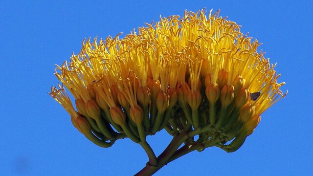 リュウゼツランの花が不吉と言われる理由と真相