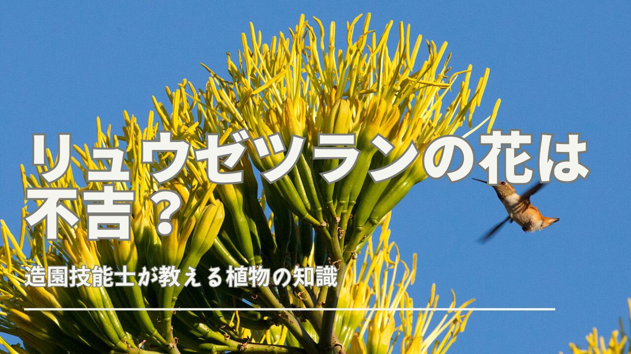 リュウゼツランの花は不吉？