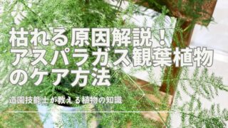 枯れる原因解説！アスパラガス観葉植物のケア方法