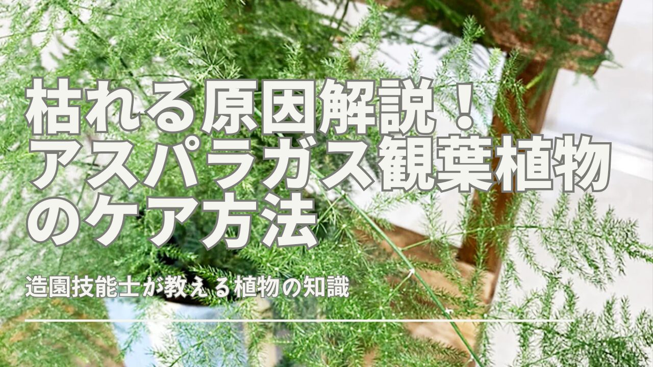 枯れる原因解説！アスパラガス観葉植物のケア方法