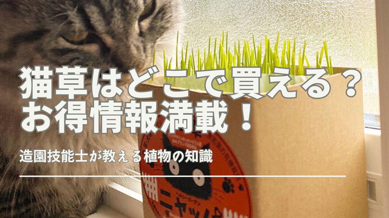 猫草はどこで買える？お得情報満載！