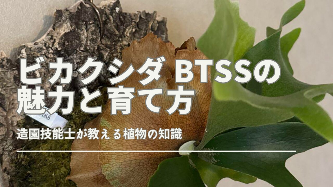 ビカクシダ BTSSの魅力と育て方