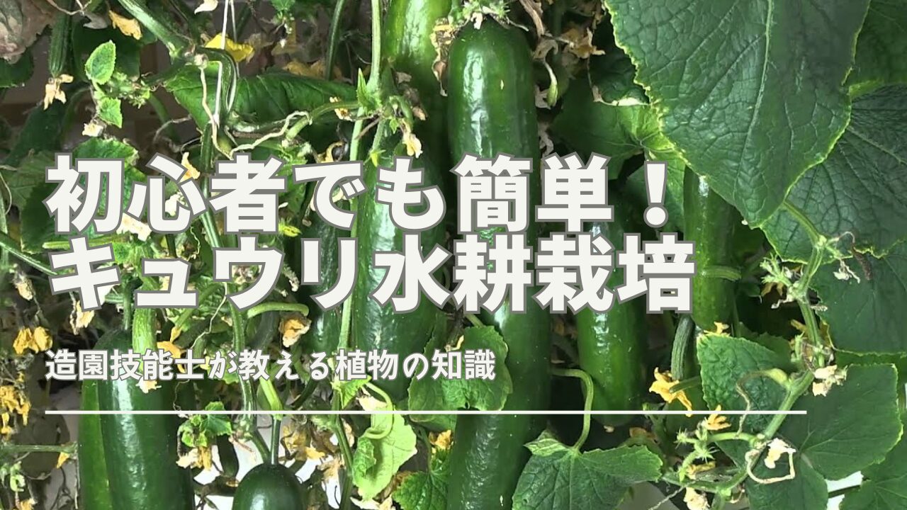 初心者でも簡単！キュウリ水耕栽培