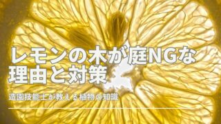 レモンの木が庭NGな理由と対策