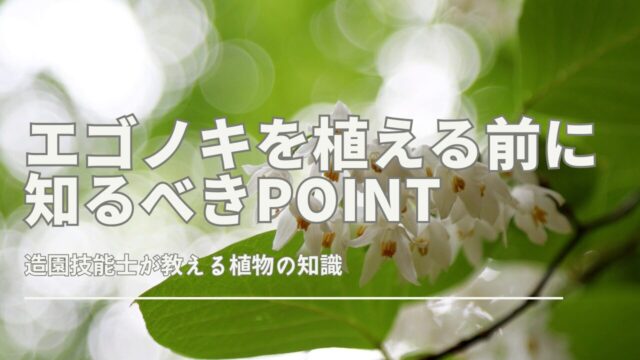 エゴノキを植える前に知るべき