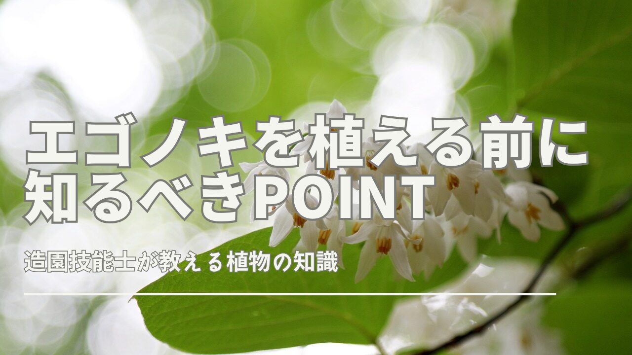エゴノキを植える前に知るべき