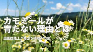 カモミールを植えてはいけない理由とは？