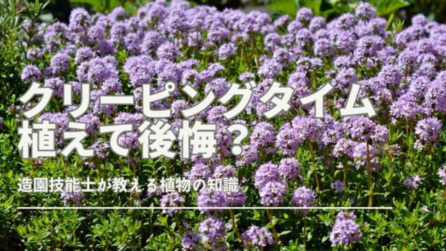 クリーピングタイム 植えてはいけない