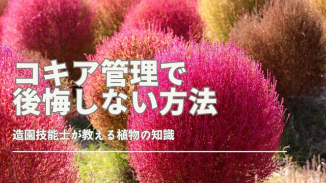 コキア管理で後悔しない方法